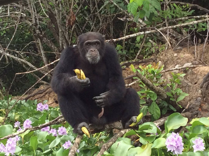 Ponso-le-chimpanzé