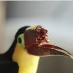 [SCIENCE] Une prothèse de bec de toucan grâce à l’impression 3D