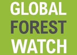 global forest watch logo