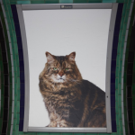 68 chats s’invitent dans le métro Londonien au nom du crowdfunding
