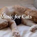 Music for Cats : le premier album pour les chats signé Universal